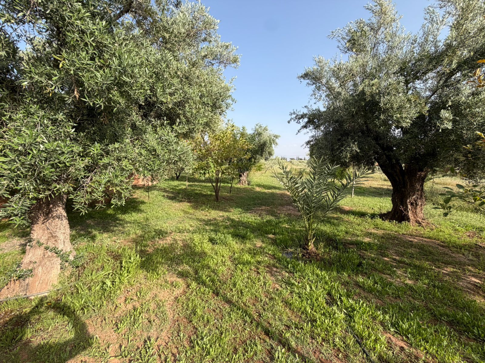 WhatsApp Image 2026-04-23 at 12.41.54 (4) DEMEURE DE CHARME villa Rte ourika sur 2.5 Hectar